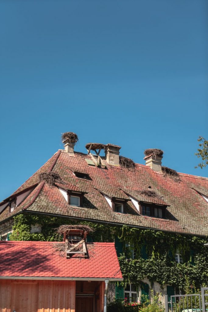 Bodensee mit Efeu bewachsenes Haus