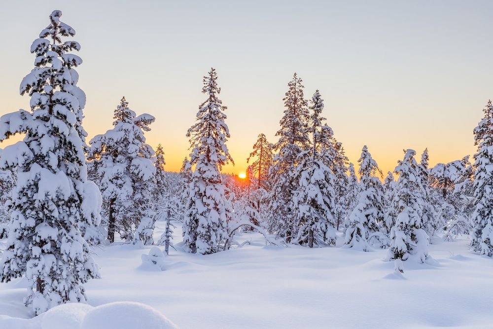Solnedgang gjennom snødekte trær
