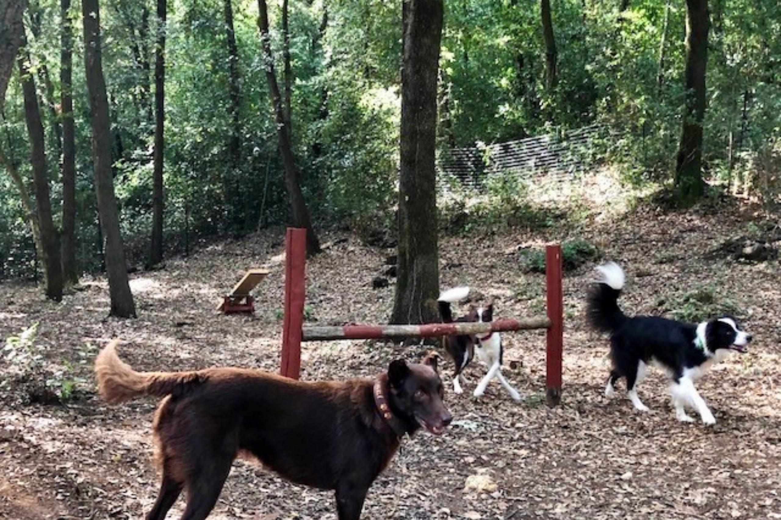 Für die Hunde sind auf dem Agility-Parcours des Campings Hindernisse und Wippen aufgestellt. 