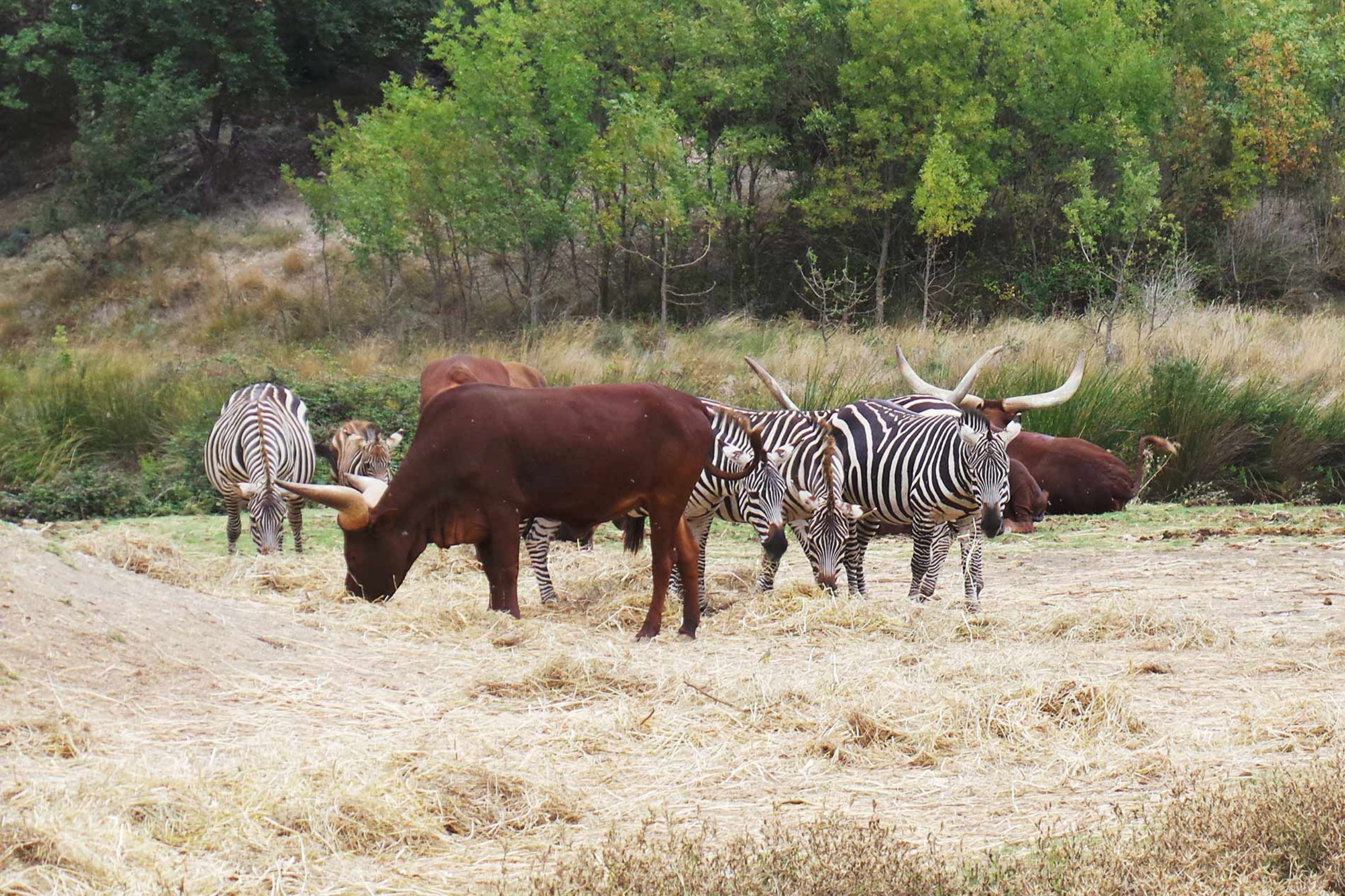 Mit dem Camper Zebras beobachten ist im Safari-Park von Sigean möglich. 