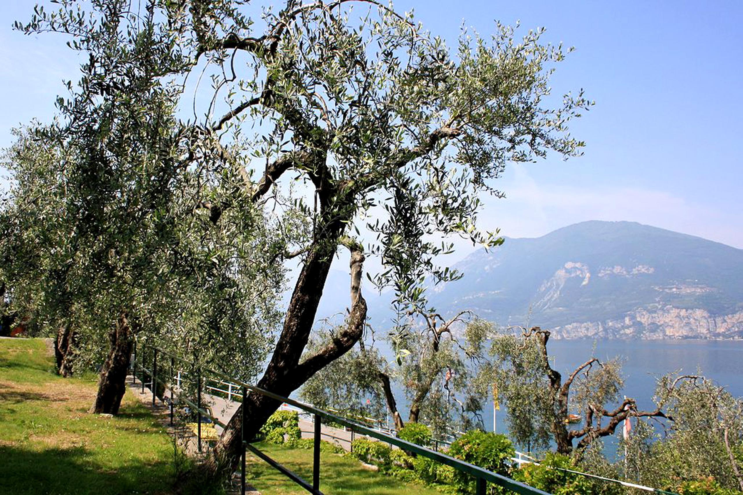 Wonderful view from the natural Camping Monja on Lake Garda. Copyright: Camping Monja