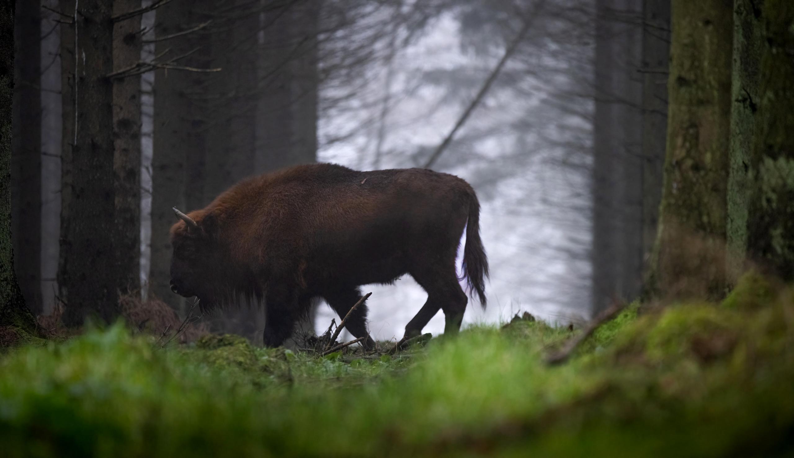 Auf Bornholm lebt eine Population von europäischen Bisons. Copyright: Stefan Asp / Destination Bornholm