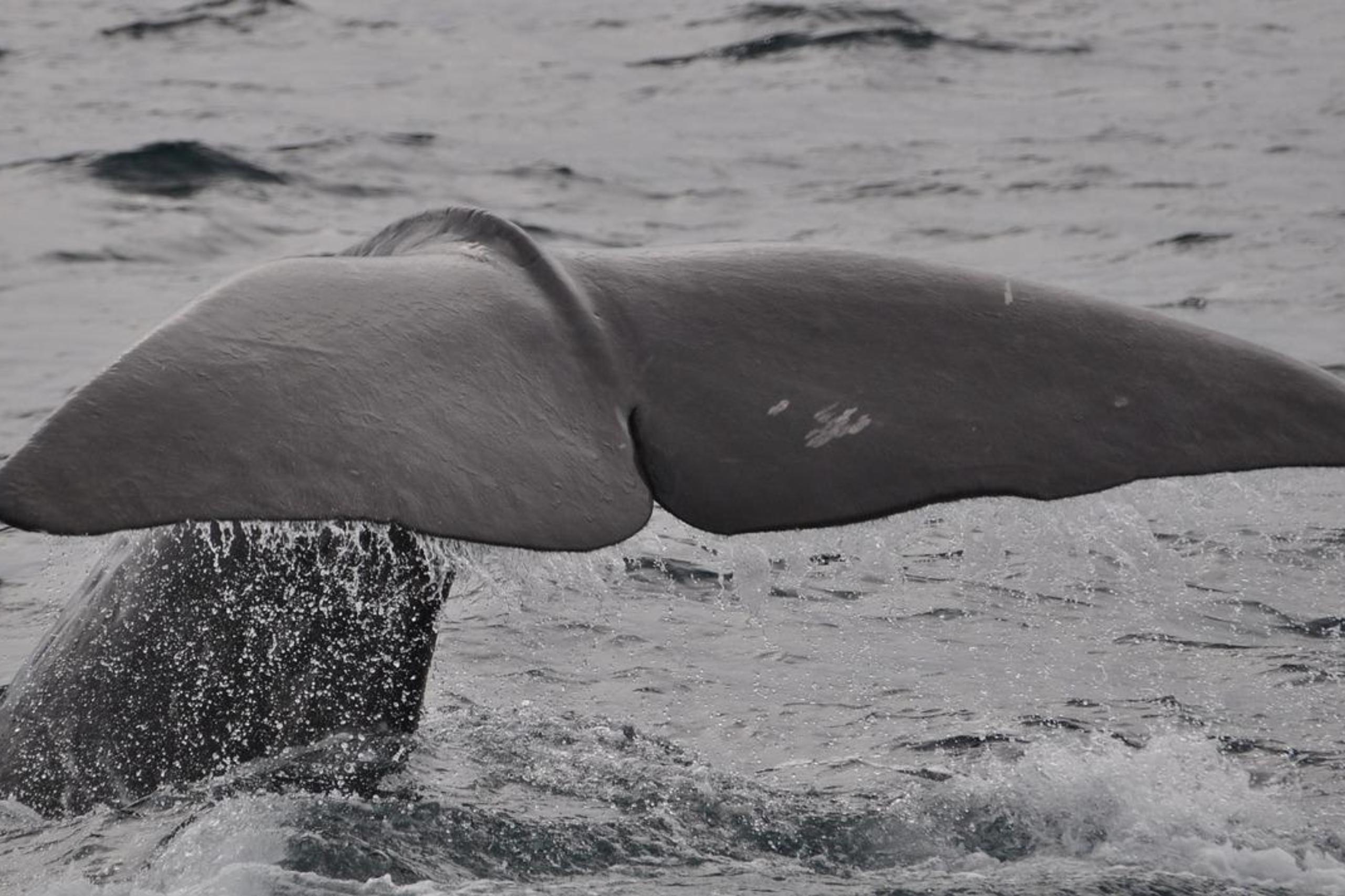 Ein Walschwanz ragt aus dem Meer, wenn der Wal taucht.