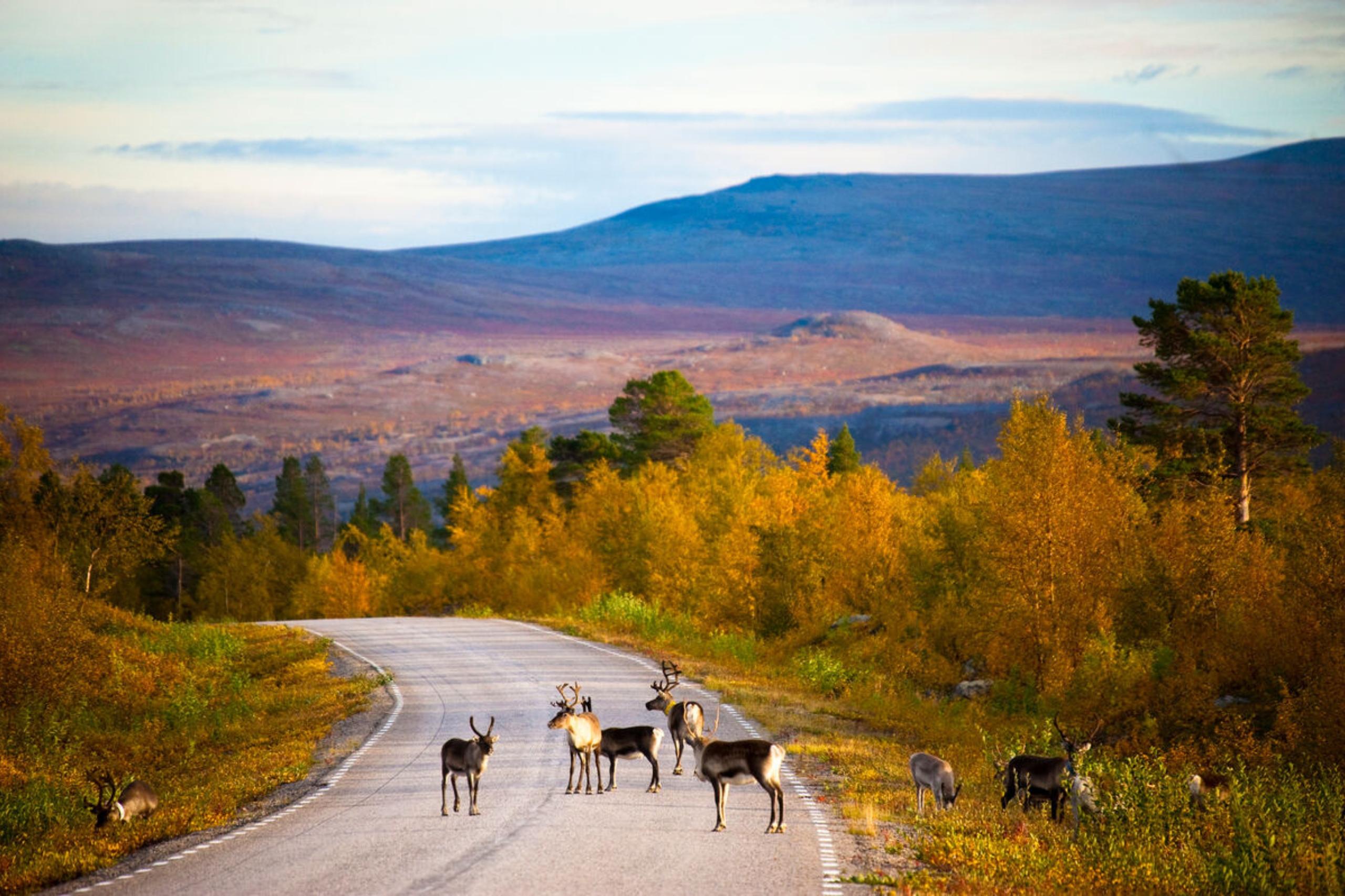 Rentiere gehören zum Strassenverkehr in Finnland dazu. Achte auf eine vorsichtige Fahrweise. 