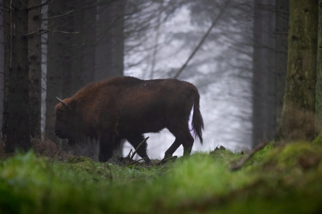 En bestand av europeisk bison lever på Bornholm. Copyright: Stefan Asp / Destination Bornholm