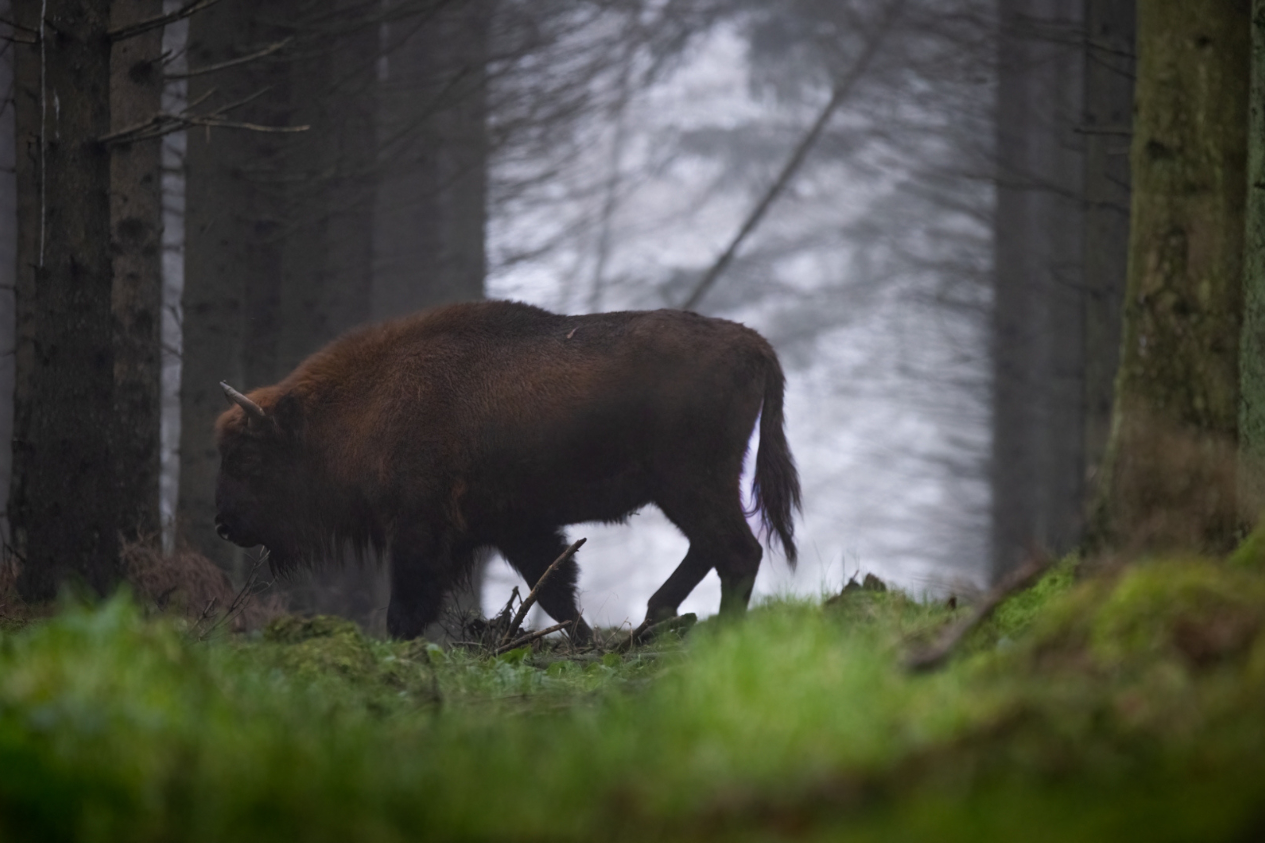 A population of European bison lives on Bornholm.