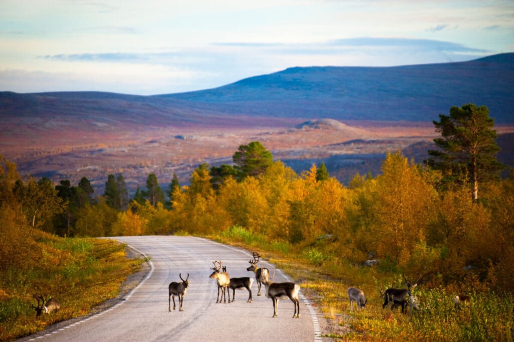 Rensdyr er en del af trafikken i Finland. Vær forsigtig, når du kører. Copyright: Pentti Sormunen / Vastavalo