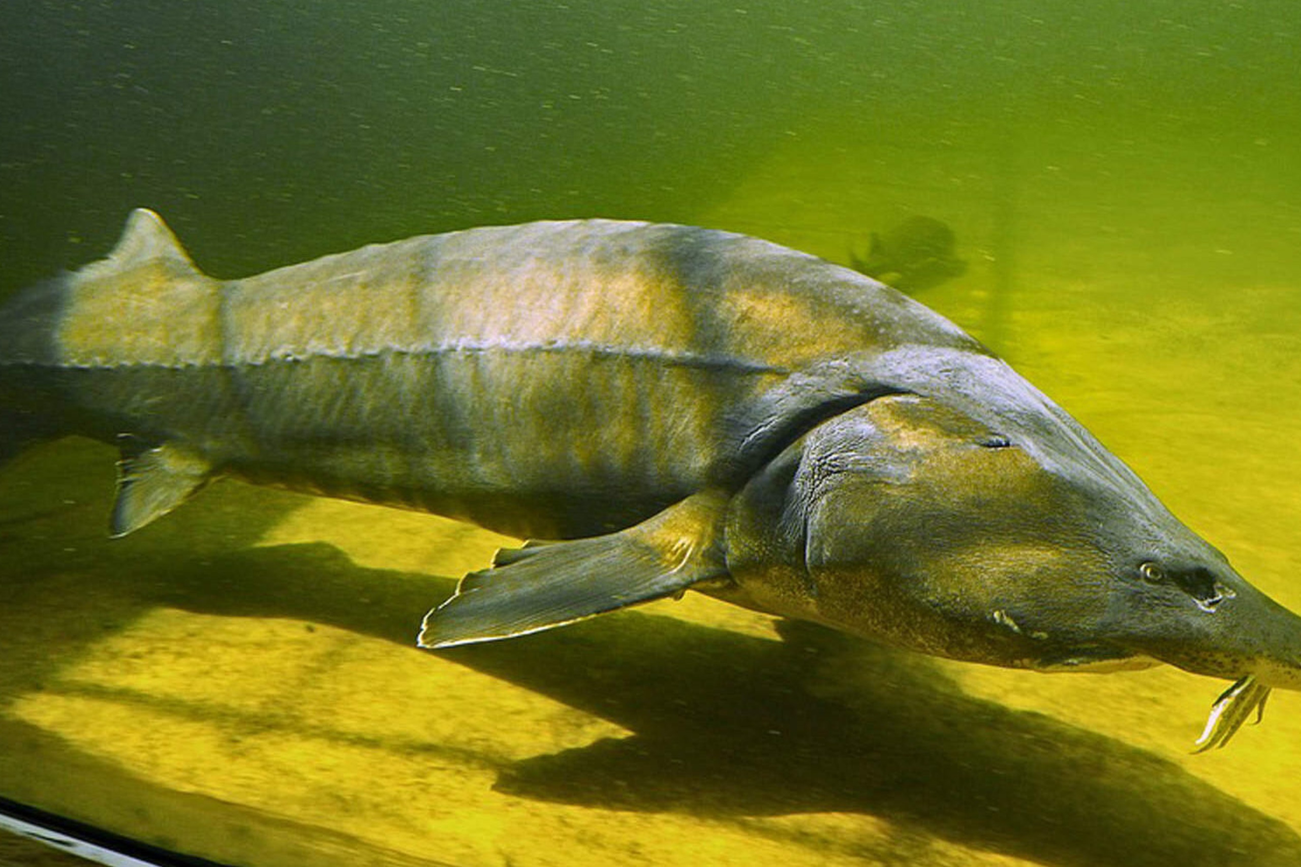 Perch, eel, pike, or even, as in this picture, sturgeon; you can see them all in Maretarium. 