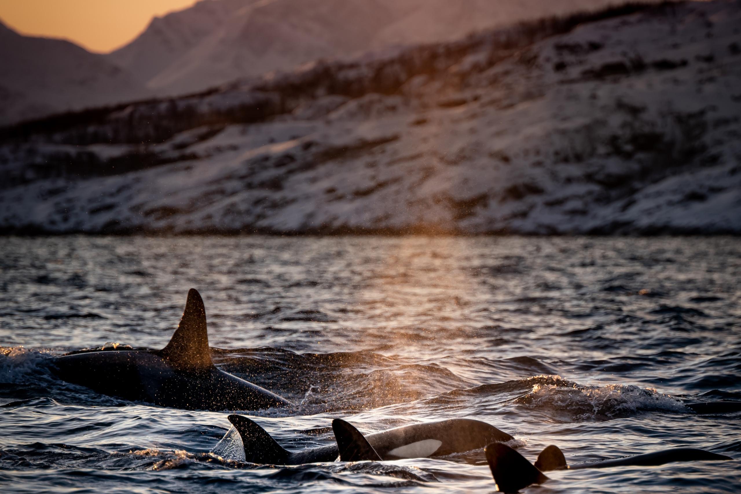 Wale in der freien Wildbahn beobachten zu dürfen, ist ein wahres Privileg - dank Walsafaris ist dies in Norwegen möglich. 