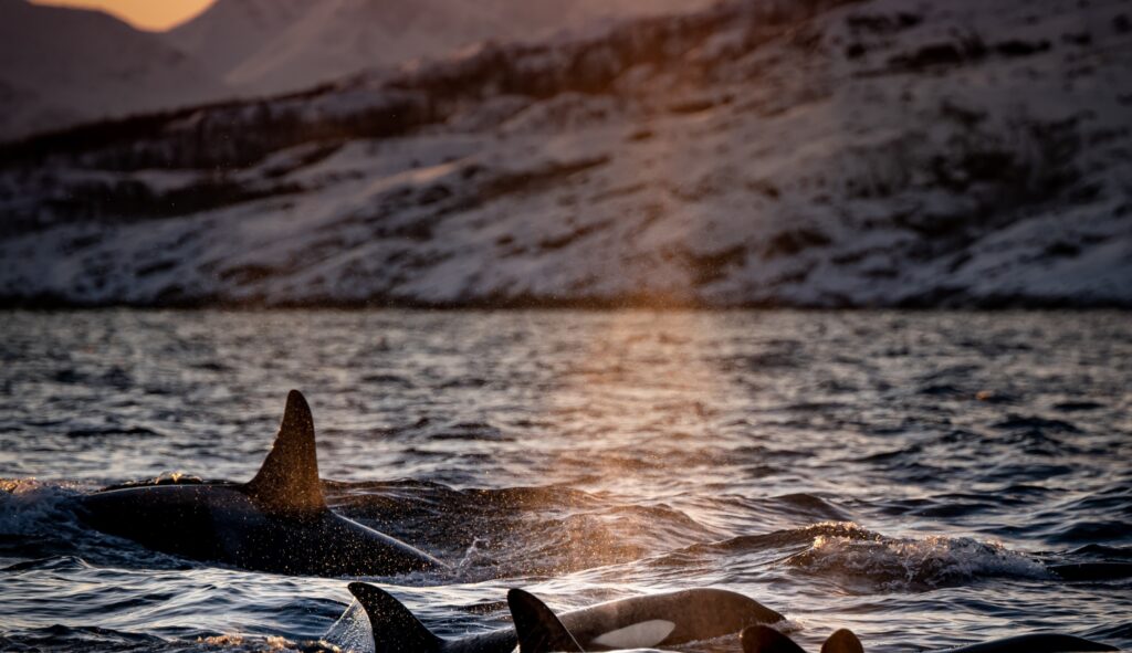 On todellinen etuoikeus päästä seuraamaan valaita luonnossa. Norjassa tämä on mahdollista valaiden tarkkailua tarjoavien toimijoiden ansiosta.. Copyright: Bart. Unsplash.com