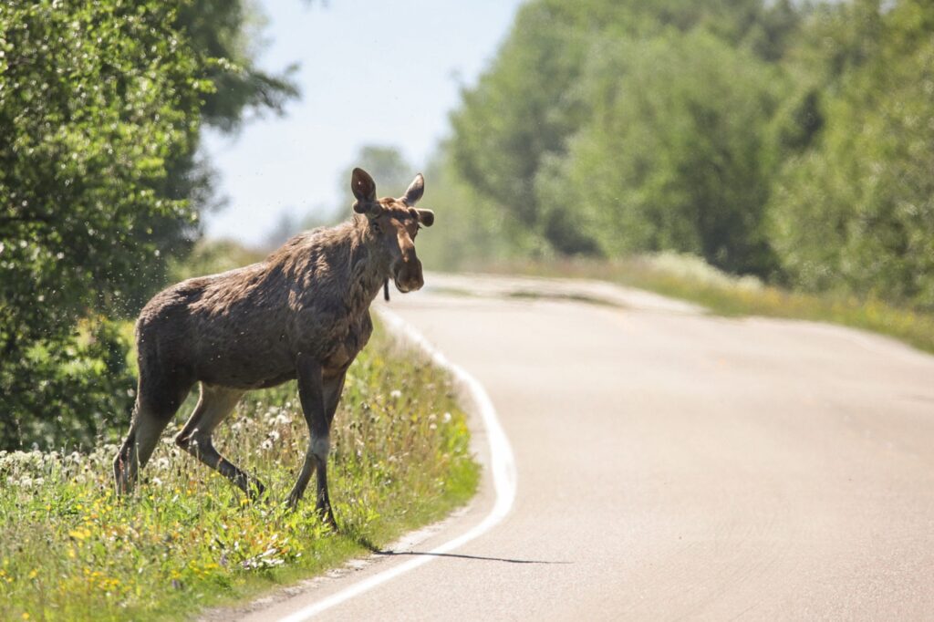 Se alltid till att du kör uppmärksamt på din roadtrip, eftersom möten med djur nästan alltid är en given del av en roadtrip i Norge. Copyright: Marielle Janotta