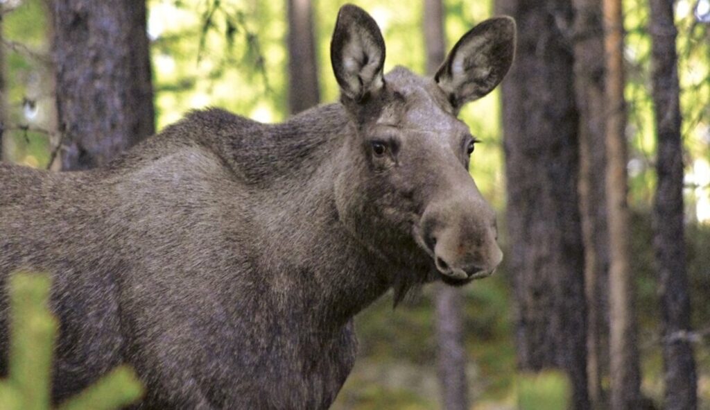 Typical for Norway: moose. On a safari, you can observe them in their natural habitat. Copyright: Randsverk Camping