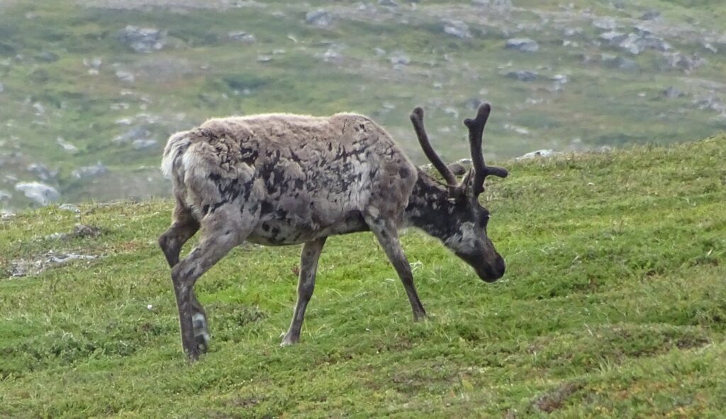 Along the way you can see reindeer. Copyright: Helena Bergström