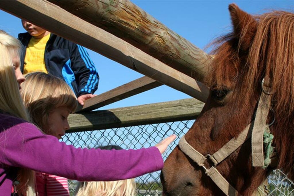 At Camp Hverringe, you will meet the Icelandic horses Surtla and Kolbra. Copyright: Camp Hverringe