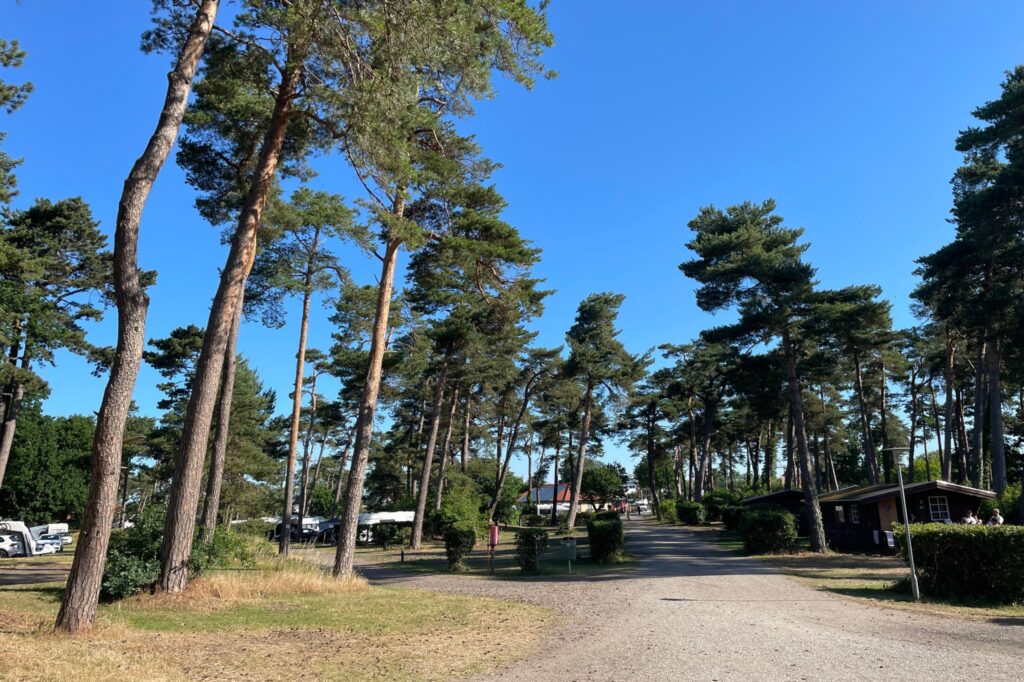 Køge & Vallø Camping is beautifully surrounded by tall trees, providing shade and tranquility. Copyright: Køge & Vallø Camping