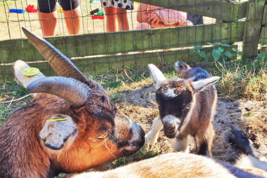 The children's absolute favorites: the campsite's own goats. Copyright: Køge & Vallø Camping