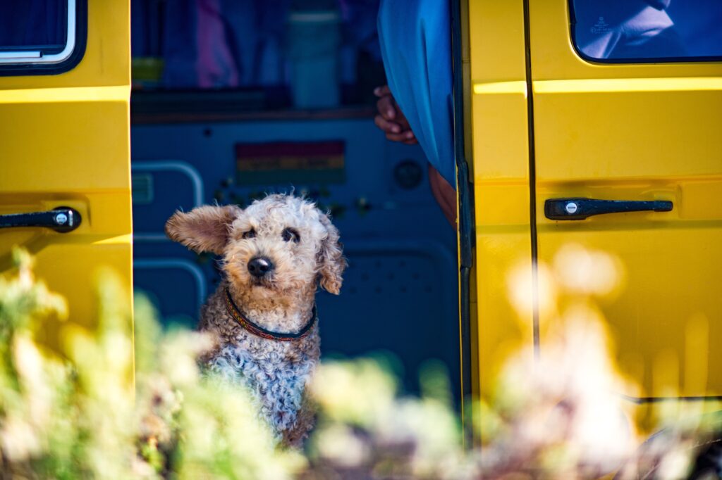 Med det rigtige udstyr kan du nyde en uforglemmelig campingferie med din hund. Copyright: Norman Meyer/Unsplash