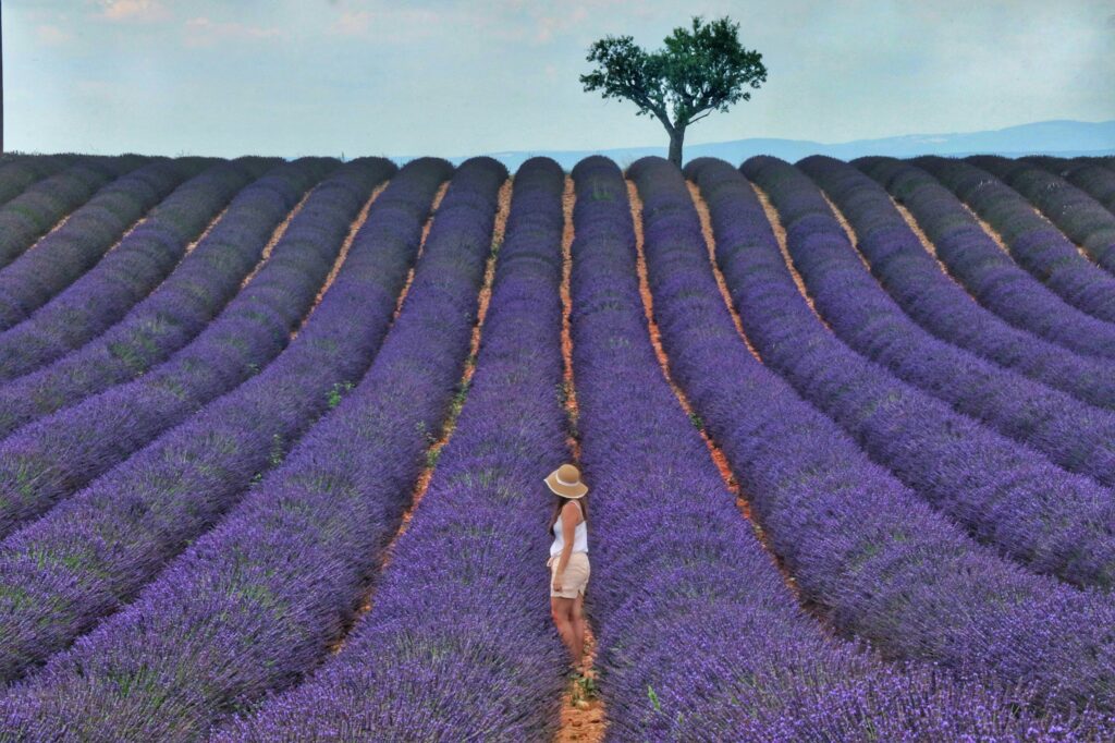 Der Lavendel blüht in der Provence von Mitte Juni bis Mitte August und taucht die Region in ein sattes Violett. Copyright: Baraa Jalahej, Unsplash.com