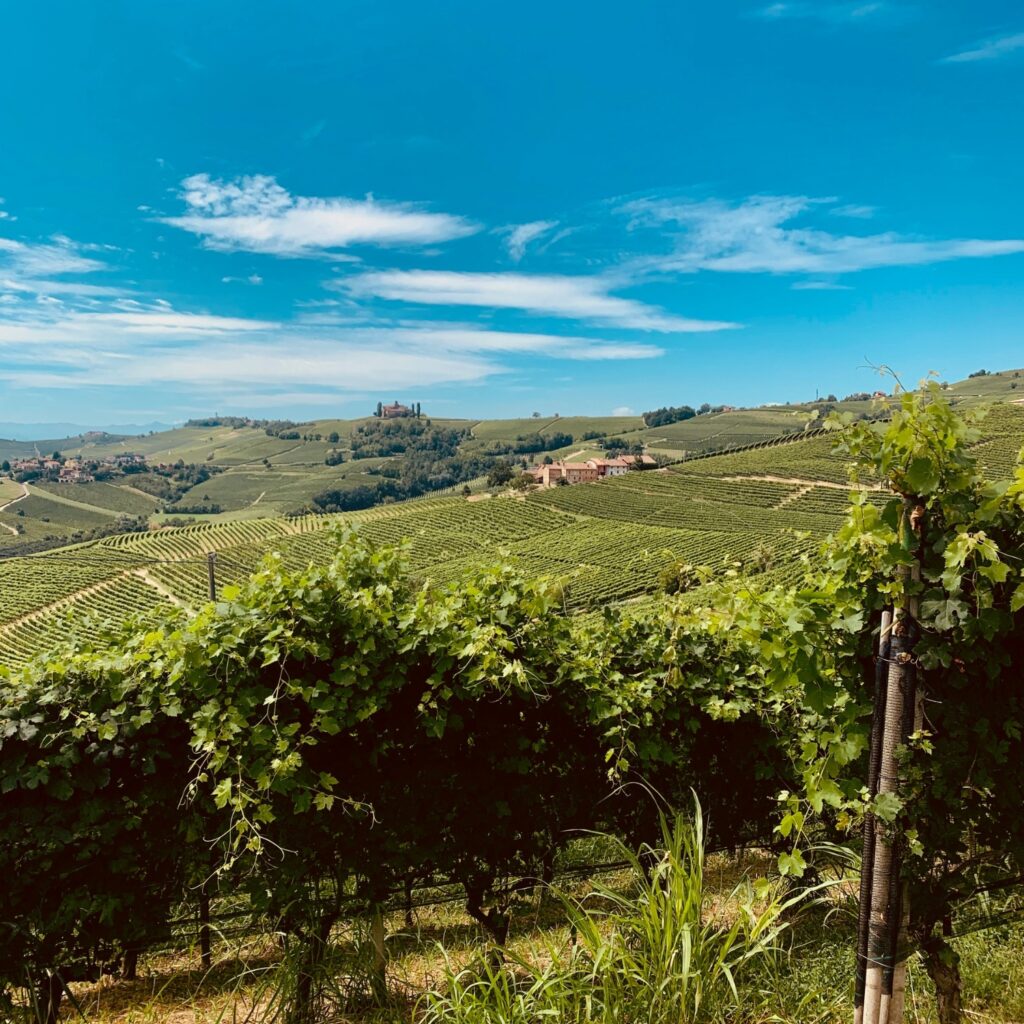 Barolo kommer fra Piemonte - du kan tage på en fantastisk tur langs vinmarkerne i din autocamper. Copyright: Lucia Gherra, Unsplash.com